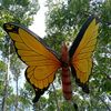 violitacindy