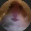 moinhamster4