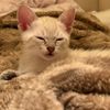 wasabikittycat