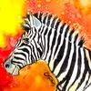 zebra_gg0