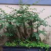 chutich68_68