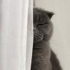 monika_angry_cat