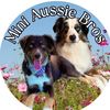 mini.aussiebros