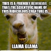 llama.playzzz