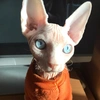 tihon_sphynx_canada