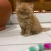 cuhast