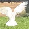 mtsoylbfitboyw