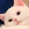 _queen_tata_0
