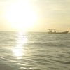 bayor033
