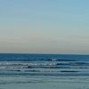 gosong_3337