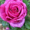hermosa.rosas