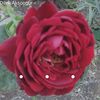 dilek.5134