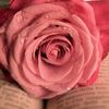 rose_princess038