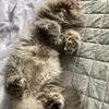 tofu.fluff