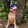 cirithedoberman
