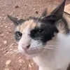 mezmoha