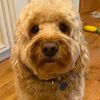 bookerdoodle