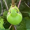 limecunt