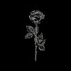 leos_black_roses