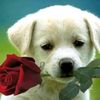 gladiz_43