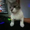 lord_dexterity