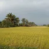 bayoangin70