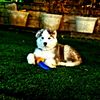 rex_578_