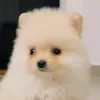 rio.pomeranian