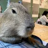 capybarax72