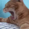 screamingorangecat