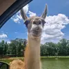 rachie981