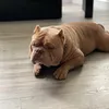nepocket.bullys