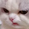 grumpree