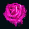 rose_rose_11112