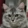 mang_lucio50