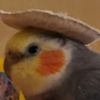 pajithebird