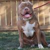 ozzy.theamericanbully