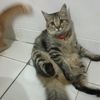 syahirassalha