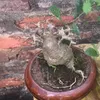 .○