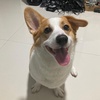 cocothemoodycorgi