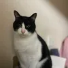 db_taro