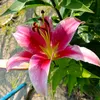 julita_3230