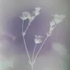 intisarrm