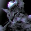 imskaidosh2