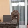 sergeyfan1