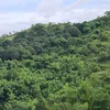 cagallia