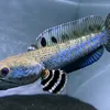 ruang_ikan