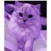 user97168782rawan