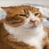 chonkypaw