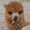 alpaccadabraa